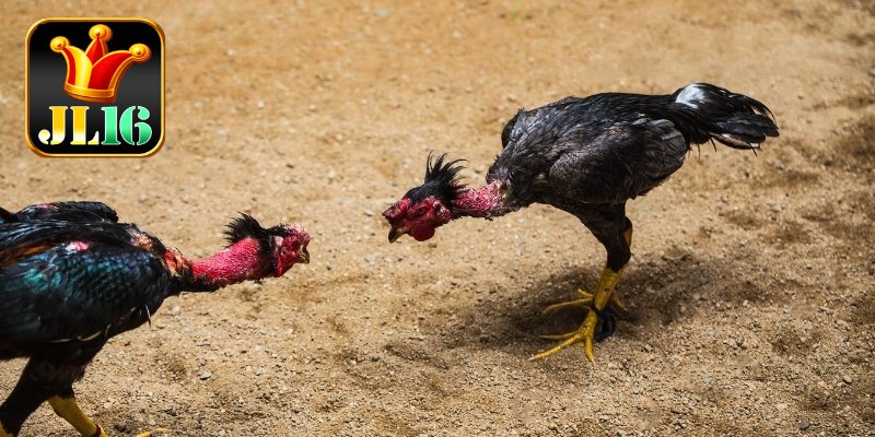 Experience Playing Sabong JL16 In Thrilling Real-Time Action 1 Diovinthe thrill behind experience playing sabong JL16