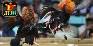 experience playing sabong jl16