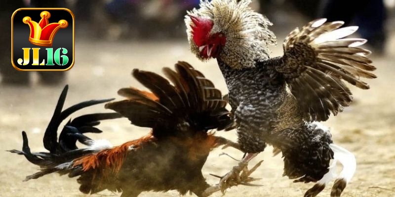 Sabong JL16 2 Explore the vibrant betting options within sabong jl16