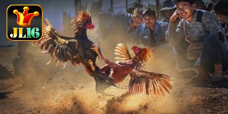 Sabong JL16 1 The essence of sabong jl16 and what makes it irresistible