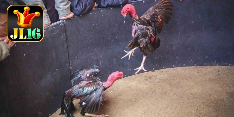 Experience Playing Sabong JL16 In Thrilling Real-Time Action 3 Tips trefineour exrience playing sabong JL16